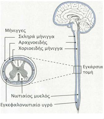 μυνβγ|μήνιγγα .